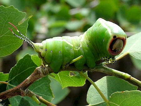 Puss Moth Cerura vinula