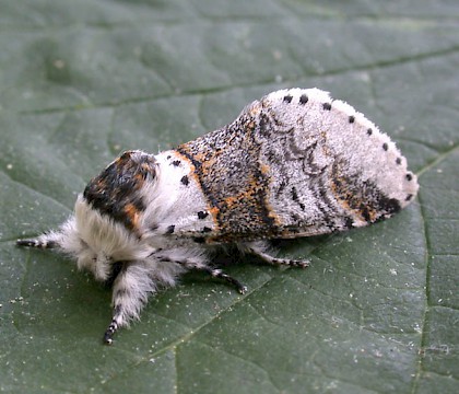 Adult &bull; Denham, East Suffolk &bull; &copy; Nigel Whinney