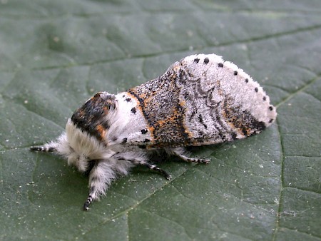 Sallow Kitten Furcula furcula