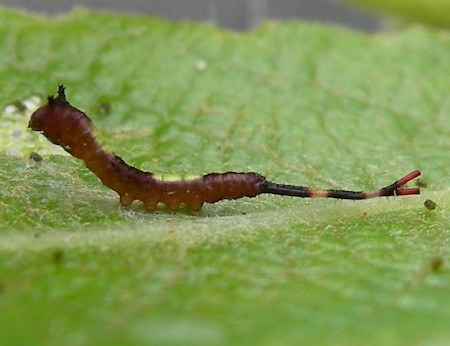 Sallow Kitten Furcula furcula