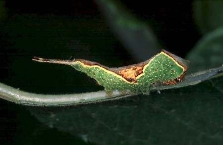 Sallow Kitten Furcula furcula