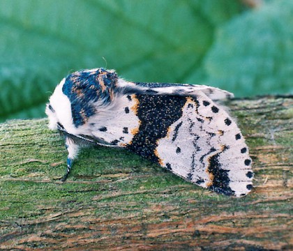 Adult &bull; Congleton, Cheshire &bull; &copy; Ian Kimber