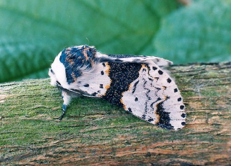 Alder Kitten Furcula bicuspis