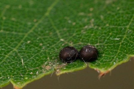 Alder Kitten Furcula bicuspis