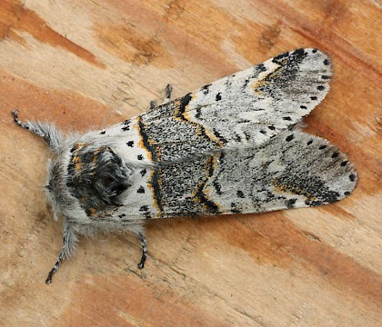 Adult &bull; Yeovil, Somerset &bull; &copy; John Day