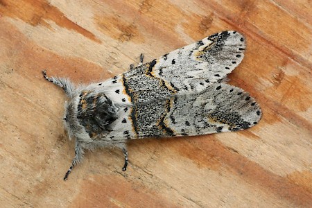 Poplar Kitten Furcula bifida