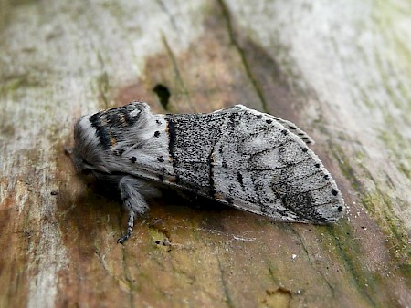 Poplar Kitten Furcula bifida