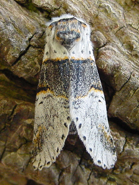 Poplar Kitten Furcula bifida