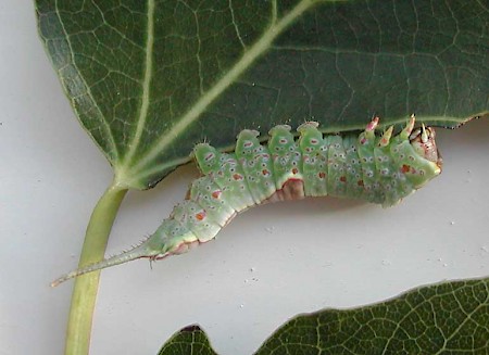 Poplar Kitten Furcula bifida