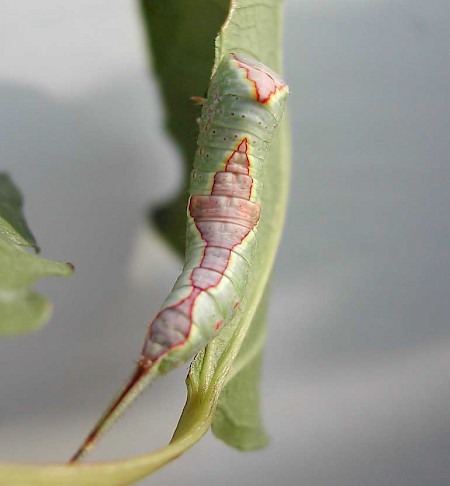 Poplar Kitten Furcula bifida