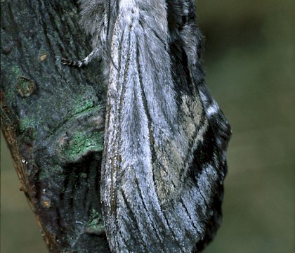 Adult &bull; &copy; Gianpiero Ferrari