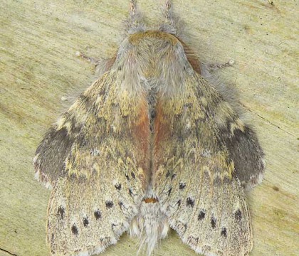 Adult &bull; Butleigh, Somerset &bull; &copy; Sue Davies