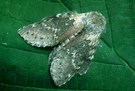 Lobster Moth Stauropus fagi