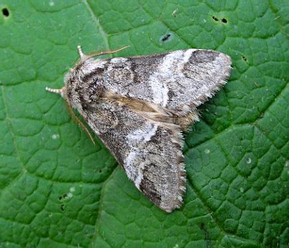 Adult &bull; Wicken Fen, Cambs. &bull; &copy; Shane Farrell