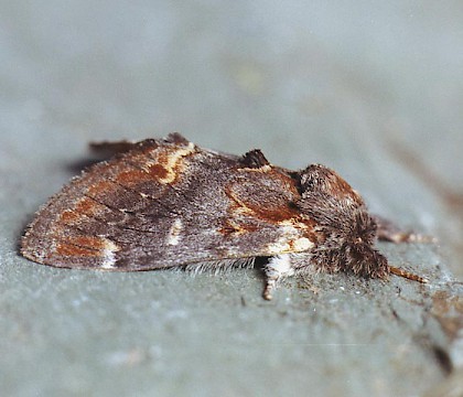 Adult &bull; Bere Alston, Devon &bull; &copy; Ian Kimber