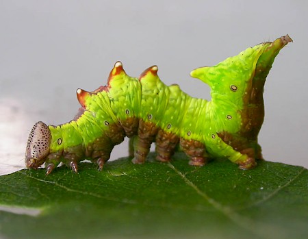 Iron Prominent Notodonta dromedarius