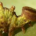 Larva • Fairburn Ings, Castleford, W. Yorks. • © Paul Brothers