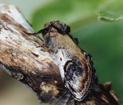 Adult &bull; Littleborough, Lancashire &bull; &copy; Ian Kimber