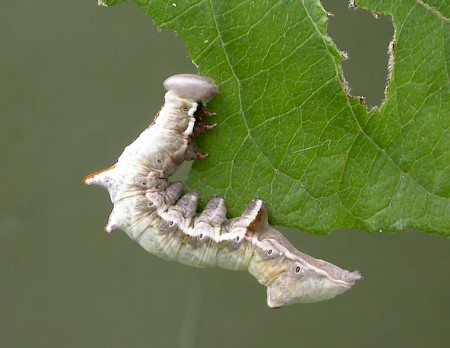 Pebble Prominent Notodonta ziczac