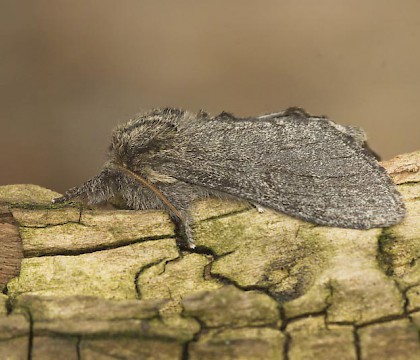 Adult &bull; Reared from eggs, ex. Finland &bull; &copy; Jeroen Voogd