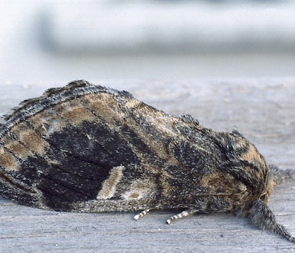 Adult &bull; Rosnay, central France &bull; &copy; Rob Petley-Jones