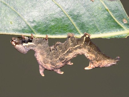 Three-humped Prominent Notodonta tritophus