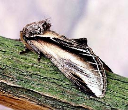 Adult &bull; Littleborough, Lancashire &bull; &copy; Ian Kimber