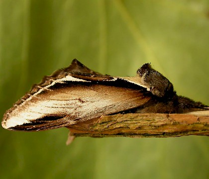 Adult &bull; Chorlton, Gtr. Manchester &bull; &copy; Ben Smart