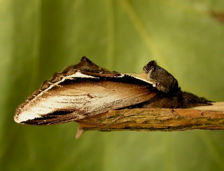 Lesser Swallow Prominent Pheosia gnoma