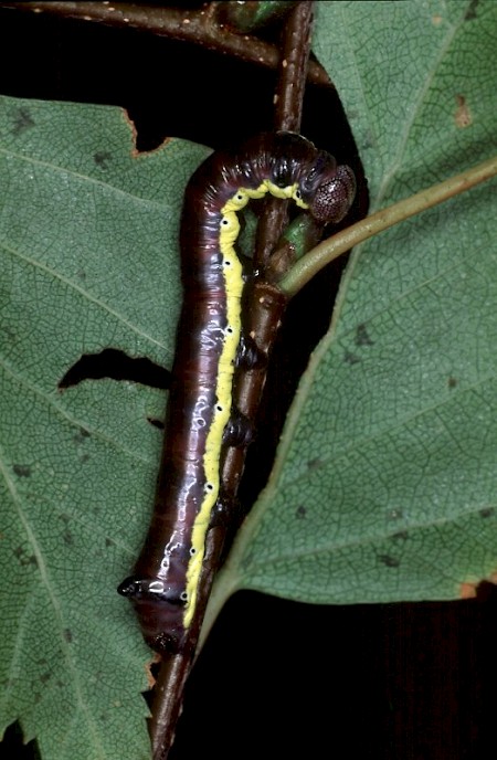 Lesser Swallow Prominent Pheosia gnoma