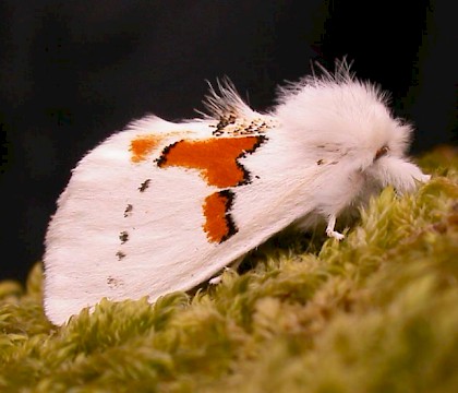 Adult &bull; Co. Kerry, Ireland &bull; &copy; Angus Tyner