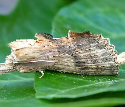 Adult &bull; West Midlands &bull; &copy; Lee Southall