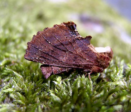 Adult &bull; &copy; Winston Plowes