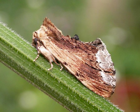 Maple Prominent Ptilodon cucullina