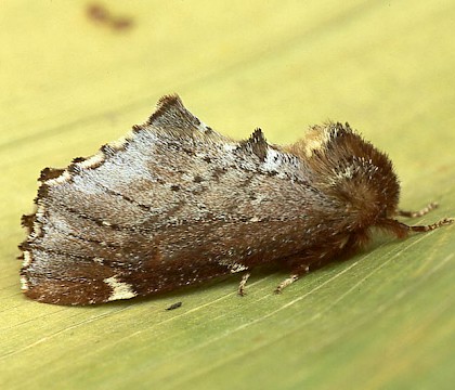 Adult &bull; Dorset &bull; &copy; Paul Harris