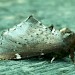 Adult • Ham Street Woods NNR, Kent • © Rob Petley-Jones