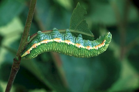 Scarce Prominent Odontosia carmelita