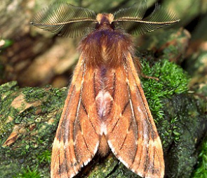 Adult &bull; The Netherlands &bull; &copy; Jeroen Voogd