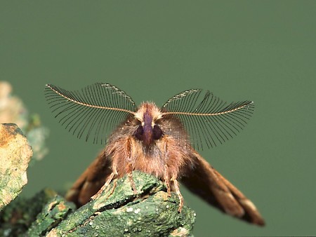 Plumed Prominent Ptilophora plumigera