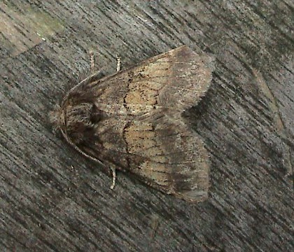 Adult &bull; Brasschaat, Antwerpen, Belgium &bull; &copy; Chris Steeman