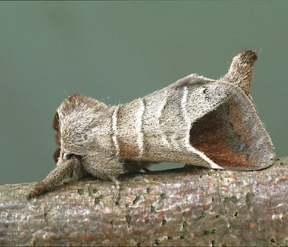 Adult &bull; Dorset &bull; &copy; Paul Harris