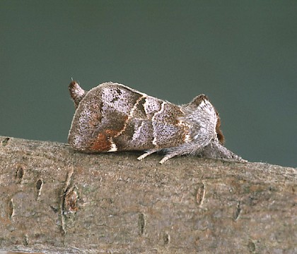 Adult &bull; Dorset &bull; &copy; Paul Harris