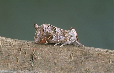 Small Chocolate-tip Clostera pigra