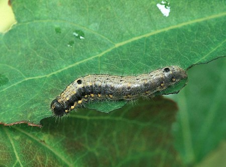 Small Chocolate-tip Clostera pigra