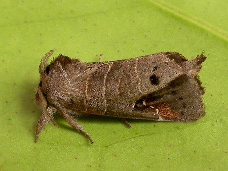 Scarce Chocolate-tip Clostera anachoreta