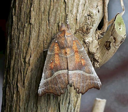 The Herald Scoliopteryx libatrix