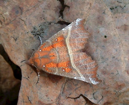 The Herald Scoliopteryx libatrix