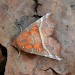 Adult • Monk's Wood NNR, Cambs. • © Nick Greatorex-Davies