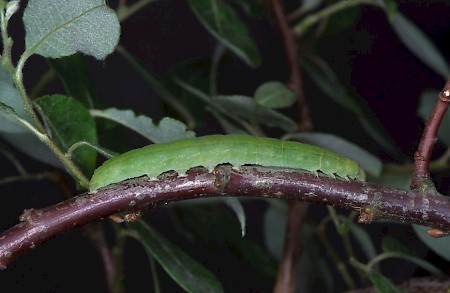 The Herald Scoliopteryx libatrix