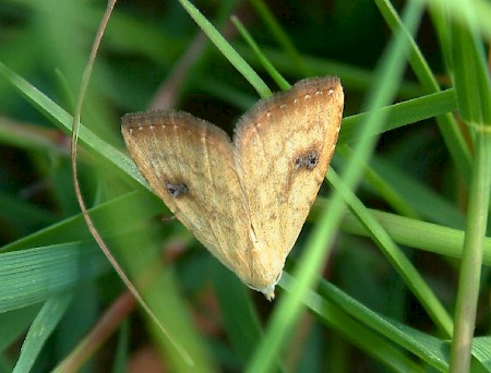 Straw Dot Rivula sericealis